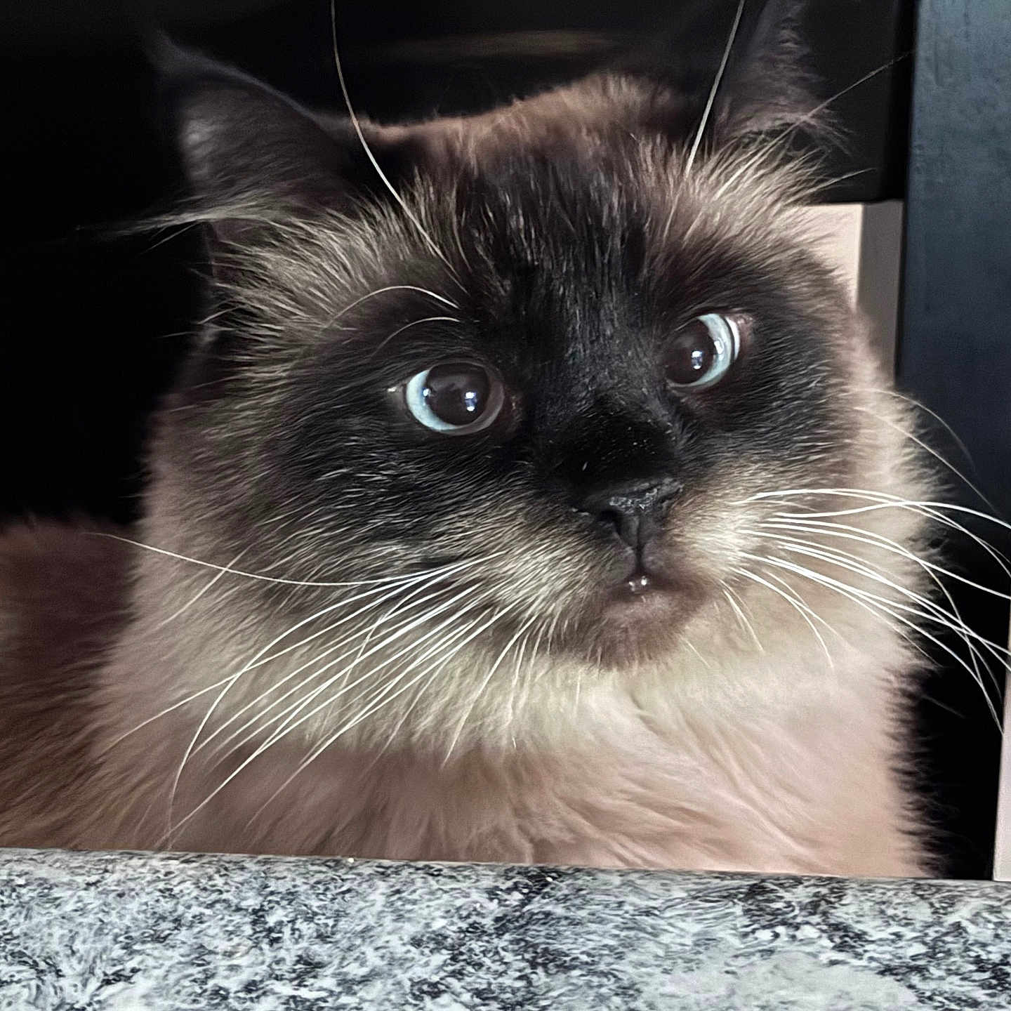 Teddy joined the competition — help win amazing prizes! animal, blue_eyes, cat, chair, closeup, curious, cute, domestic_cat, ears, face, feline, fluffy, fur, granite_countertop, indoor, looking, pet, portrait, whiskers