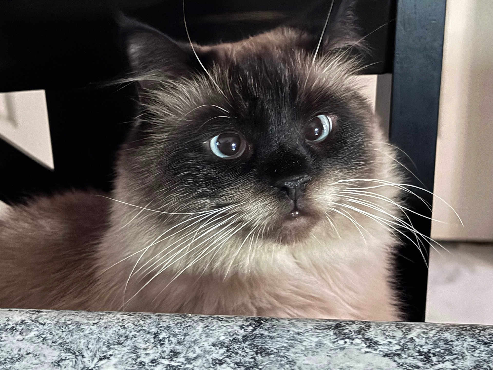 Teddy joined the competition — help win amazing prizes! cat, fluffy, blue_eyes, whiskers, curious, indoor, granite_countertop, chair, closeup, pet, feline, portrait, domestic_cat, looking, face, fur, animal, cute, ears