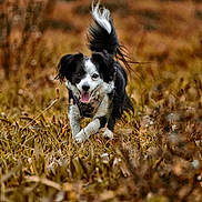 Joy participe au concours pour gagner de l'argent avec cette photo : dog, black_and_white, running, grass, field, outdoor, autumn, happy, tongue_out, tail_up, nature, animal, pet, fur, mammal, active, daylight, playful, canine, energetic