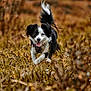 dog, black_and_white, running, grass, field, outdoor, autumn, happy, tongue_out, tail_up, nature, animal, pet, fur, mammal, active, daylight, playful, canine, energetic