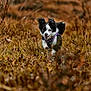 Joy participe au concours pour gagner de l'argent avec cette photo : dog, running, grass, outdoor, field, happy, pet, canine, nature, animal, fur, ears, smile, motion, purple_harness, spring, daylight, wild, playful, energetic