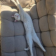 Sirius a rejoint le concours — aidez-le/la à gagner de superbes lots ! cat, white_cat, pet, animal, feline, upside_down, stretching, sleepy, relaxed, funny, chair, cushion, upholstery, indoor, sunlight, shadow, long_body, pink_ears, pink_nose, portrait