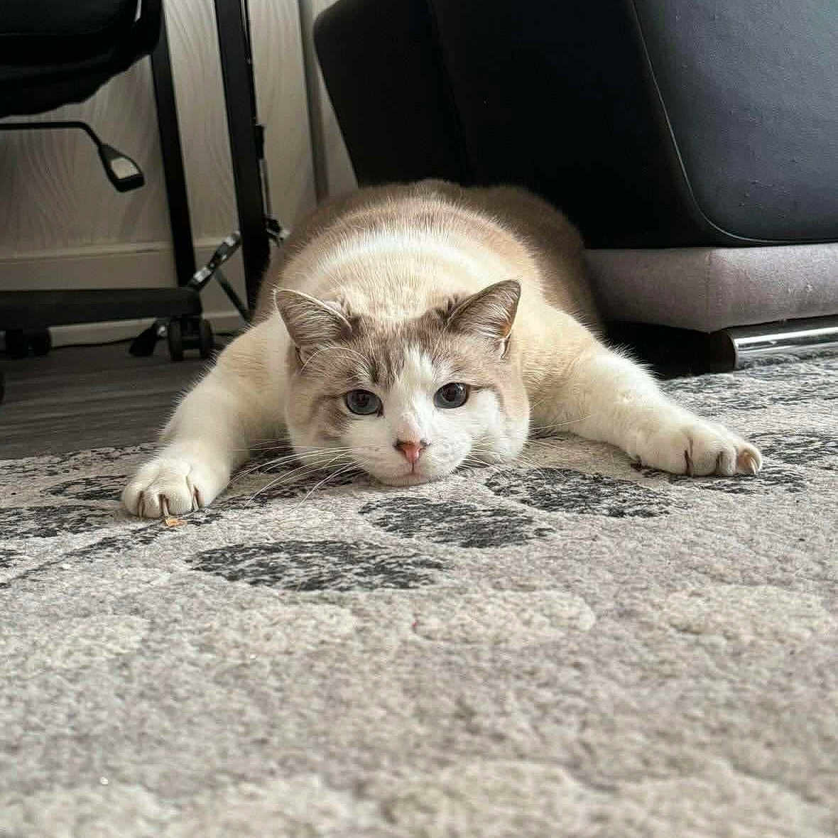 Aiko participe au concours pour gagner de l'argent avec cette photo : abyssinian, animal, blanket, canine, cat, chair, couch, cushion, dog, furniture, hardwood, homedecor, indoors, interiordesign, kitten, manx, person, pet, puppy, sleeping