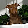 Phoenix participe au concours pour gagner de l'argent avec cette photo : animal, bathing, bathtub, bulldog, canine, dog, jar, labradorretriever, leaf, person, pet, pitbull, plant, planter, pottedplant, pottery, puppy, snout, tub, vase