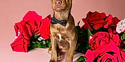 Phoenix participe au concours pour gagner de l'argent avec cette photo : accessories, animal, art, canine, chihuahua, dog, flower, flowerarrangement, flowerbouquet, formalwear, geranium, hound, ikebana, pet, petal, plant, puppy, rose, terrier, tie