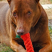 Phoenix participe au concours pour gagner de l'argent avec cette photo : animal, backyard, brown_dog, canine, carrot_shaped_toy, chair, chewing, close_up, dog, ears, fence, grass, nature, outdoor, paw, pet, playful, rope_toy, snout, toy