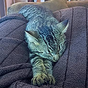Jack participe au concours pour gagner de l'argent avec cette photo : cat, tabby, sleeping, paws, blanket, purple, cozy, indoor, feline, fur, striped, resting, pet, animal, closeup, relaxed, home, soft, texture, comfort