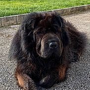 Pato participe au concours pour gagner de l'argent avec cette photo : dog, black_dog, fluffy, outdoor, grass, gravel, nature, pet, canine, resting, sunlight, fence, bush, shed, animal, mammal, laying_down, daylight, garden, quiet