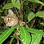 animal, branches, camouflage, cat, claws, climbing, closeup, curious, eyes, flash, fur, green, leaves, mammal, nature, night, outdoor, pet, tree, wildlife
