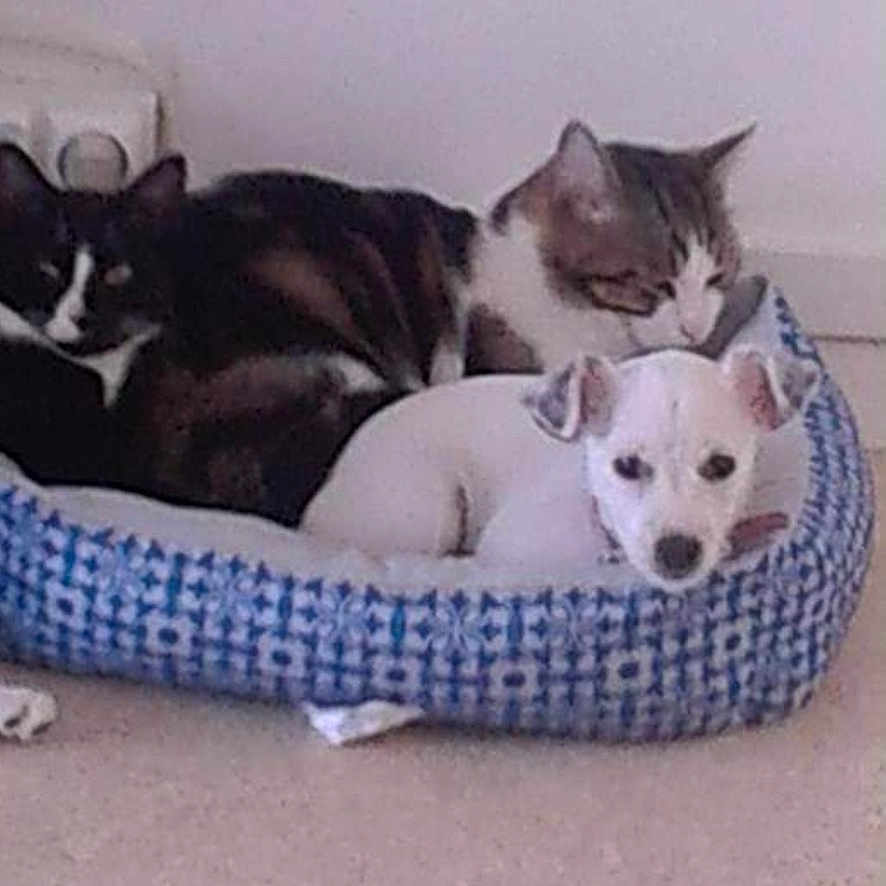 Maïssa participe au concours pour gagner de l'argent avec cette photo : animal, basket, bed, bostonbull, bulldog, canine, cat, chihuahua, couch, cushion, dog, eskimodog, furniture, homedecor, husky, kitten, person, pet, siamese, sleeping