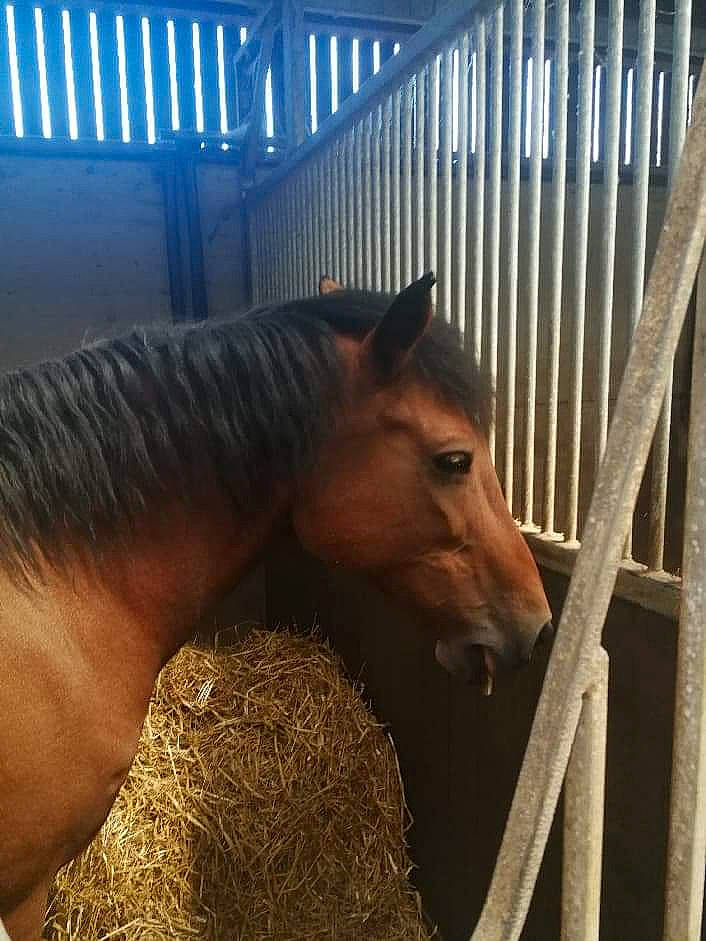 Furenzopie Et Hamilton Et Oceane participe au concours pour gagner de l'argent avec cette photo : horse, livestock, mammal, mane, mare, mustang_horse, nose, organism, pony, snout, sorrel, stable, stall, stallion, vertebrate
