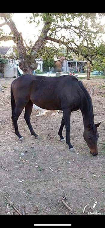 Furenzopie Et Hamilton Et Oceane