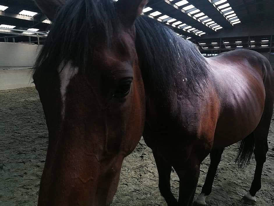 Furenzopie Et Hamilton Et Oceane a rejoint le concours — aidez-le/la à gagner de superbes lots ! horse, horse_supplies, landscape, liver, livestock, mammal, mane, mare, mustang_horse, pony, sky, snout, sorrel, stable, stallion, vertebrate