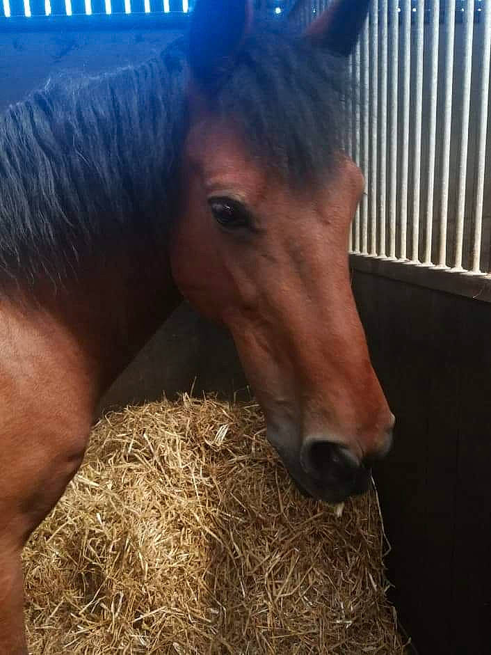 Furenzopie Et Hamilton Et Oceane a rejoint le concours — aidez-le/la à gagner de superbes lots ! colt, foal, hair, hay, horse, liver, livestock, mammal, mane, mare, mustang_horse, nose, snout, sorrel, stable, stallion
