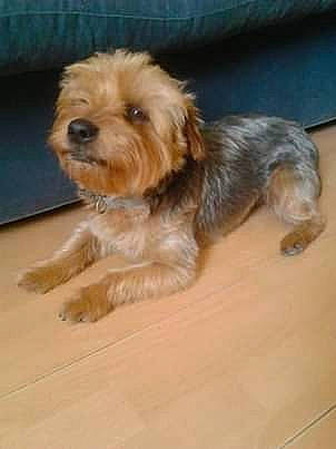 Mes Amour participe au concours pour gagner de l'argent avec cette photo : canidae, carnivore, companion_dog, dog, dog_breed, dutch_smoushond, lhasa_apso, maltepoo, mammal, morkie, norfolk_terrier, poodle_crossbreed, puppy, schnoodle, shih_tzu, small_terrier, terrier, vertebrate, yorkipoo, yorkshire_terrier