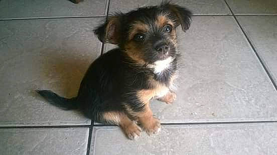 Mes Amour participe au concours pour gagner de l'argent avec cette photo : australian_silky_terrier, australian_terrier, cairn_terrier, canidae, carnivore, companion_dog, dog, dog_breed, mammal, morkie, norfolk_terrier, norwich_terrier, puppy, rare_breed_dog, snout, terrier, toy_dog, vertebrate, yorkipoo, yorkshire_terrier