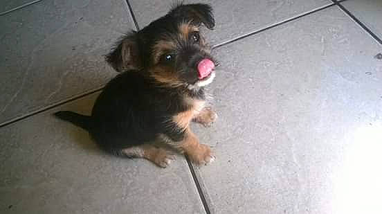 Mes Amour participe au concours pour gagner de l'argent avec cette photo : border_terrier, canidae, carnivore, chihuahua, dog, dog_breed, lhasa_apso, liver, mammal, morkie, puppy, small_terrier, terrier, toy_dog, vertebrate, yorkipoo, yorkshire_terrier