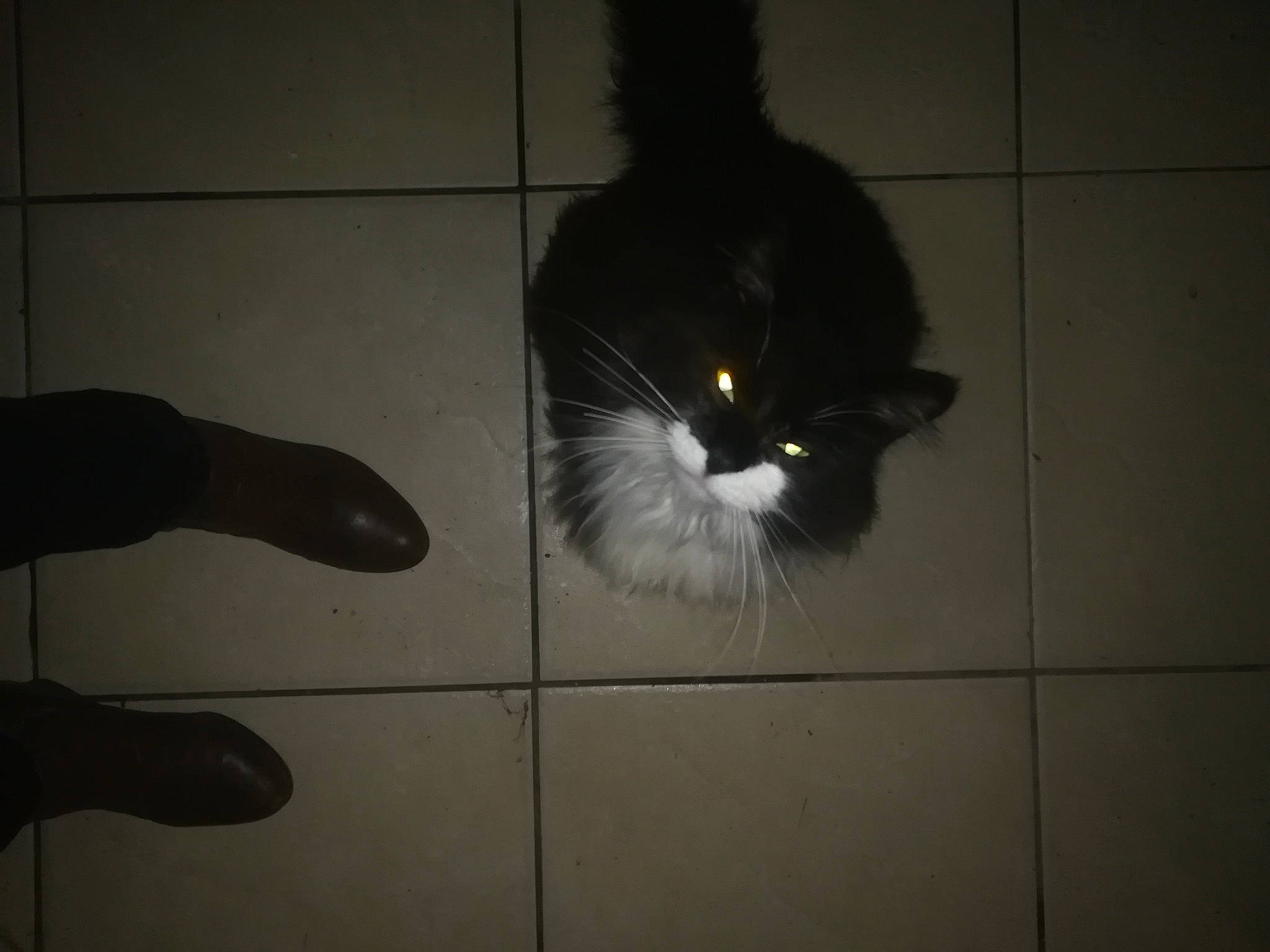 Félix a rejoint le concours — aidez-le/la à gagner de superbes lots ! black, black_and_white, black_cat, carnivore, cat, domestic_short_haired_cat, ear, eye, felidae, floor, fur, small_to_medium_sized_cats, snapshot, snout, tail, tile, whiskers