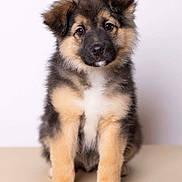 Simba a rejoint le concours — aidez-le/la à gagner de superbes lots ! adorable, cute, dog, eyes, fluffy, front_view, fur, head_tilt, indoor, looking_at_camera, nose, paws, pet, portrait, puppy, sitting, studio_shot, tan_and_black, white_background, young