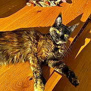 Praline participe au concours pour gagner de l'argent avec cette photo : abyssinian, animal, brasssection, cat, flower, flowerarrangement, flowerbouquet, furniture, hardwood, horn, indoors, interiordesign, kitten, manx, pet, plant, plywood, stainedwood, table, wood