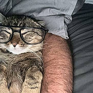 Kiukiu a rejoint le concours — aidez-le/la à gagner de superbes lots ! cat, tabby, glasses, sleeping, pet, animal, cozy, resting, feline, whiskers, fur, human_arm, blanket, gray, cute, indoor, closeup, relaxation, nap, comfy