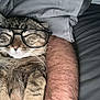 cat, tabby, glasses, sleeping, pet, animal, cozy, resting, feline, whiskers, fur, human_arm, blanket, gray, cute, indoor, closeup, relaxation, nap, comfy