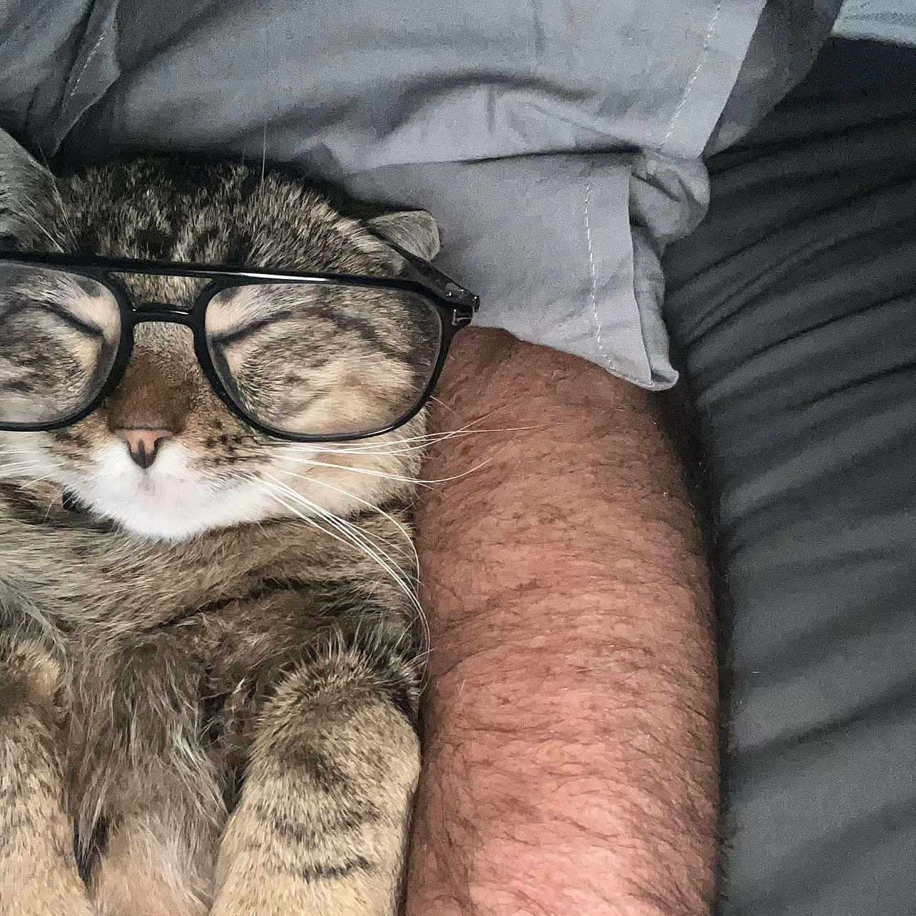 Kiukiu a rejoint le concours — aidez-le/la à gagner de superbes lots ! animal, blanket, cat, closeup, comfy, cozy, cute, feline, fur, glasses, gray, human_arm, indoor, nap, pet, relaxation, resting, sleeping, tabby, whiskers