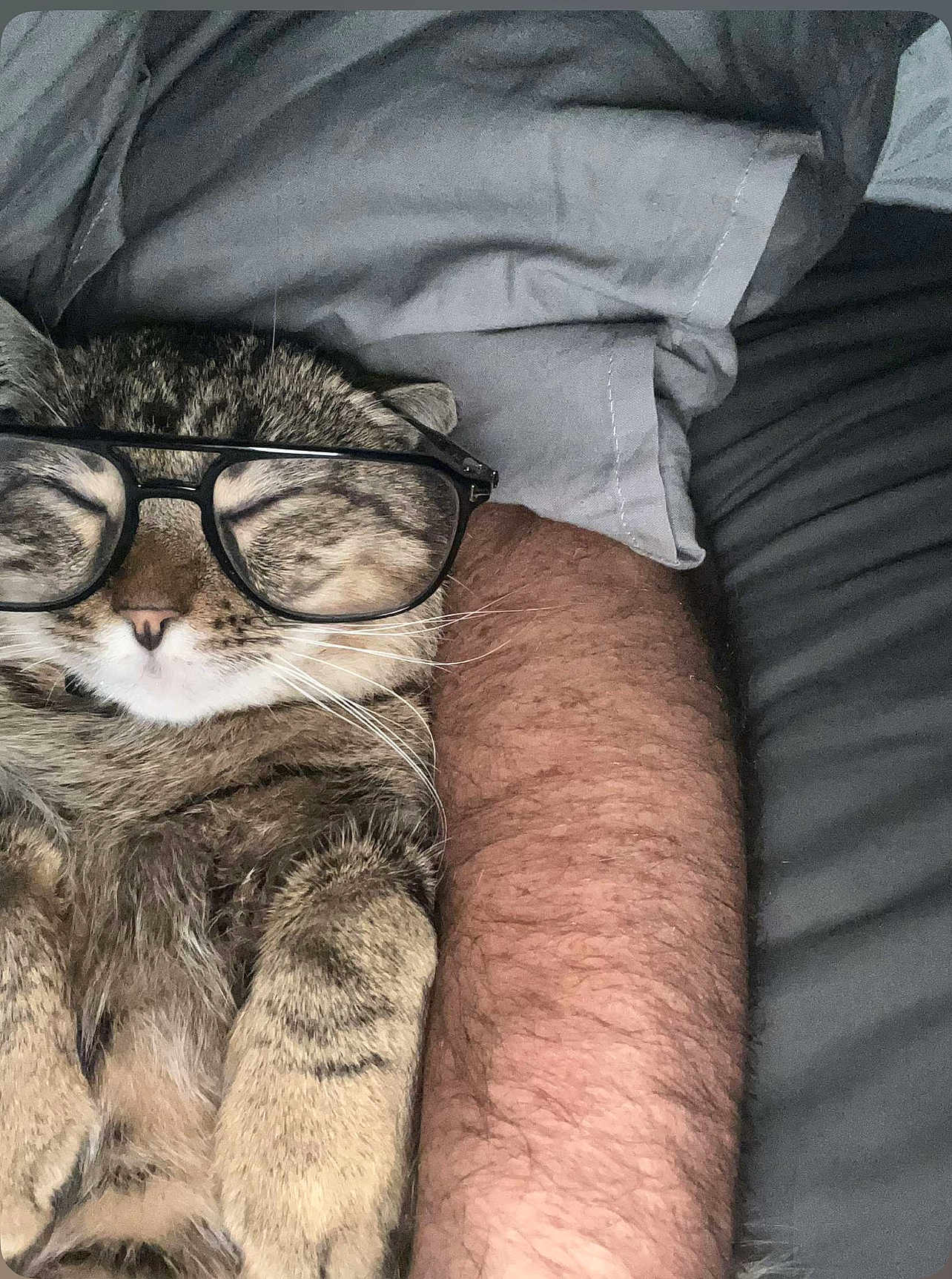 Kiukiu a rejoint le concours — aidez-le/la à gagner de superbes lots ! cat, tabby, glasses, sleeping, pet, animal, cozy, resting, feline, whiskers, fur, human_arm, blanket, gray, cute, indoor, closeup, relaxation, nap, comfy