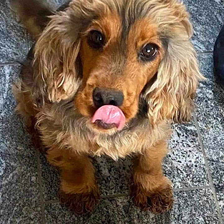 Daisy
