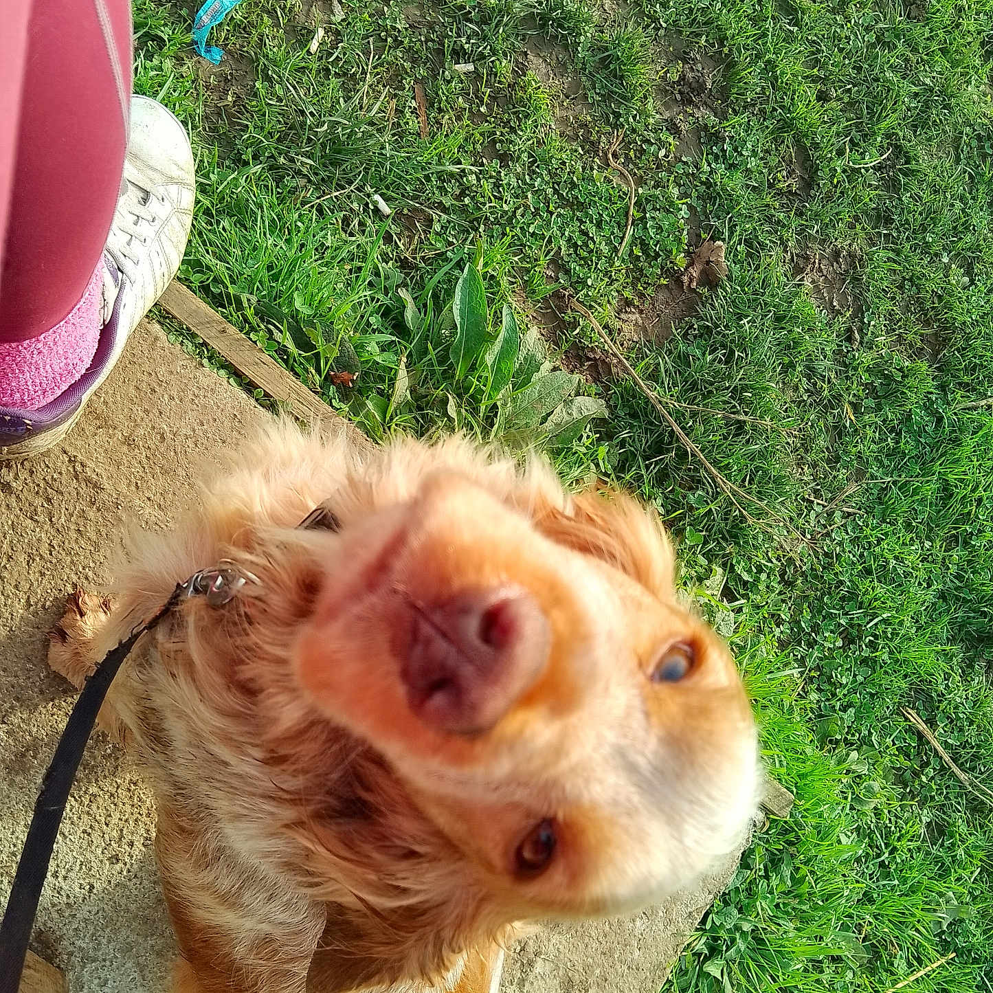 Biscuit joined the competition — help win amazing prizes! accessories, animal, canine, clothing, dog, face, footwear, grass, head, lawn, nature, outdoors, person, pet, plant, puppy, shoe, strap, summer, yard