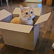 Simba joined the competition — help win amazing prizes! cat, cardboard_box, wooden_floor, indoor, pet, orange_cat, animal, curious, alert, feline, domestic_cat, flooring, room, doorway, chair, table, collar, whiskers, ears, house