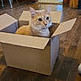 cat, cardboard_box, wooden_floor, indoor, pet, orange_cat, animal, curious, alert, feline, domestic_cat, flooring, room, doorway, chair, table, collar, whiskers, ears, house