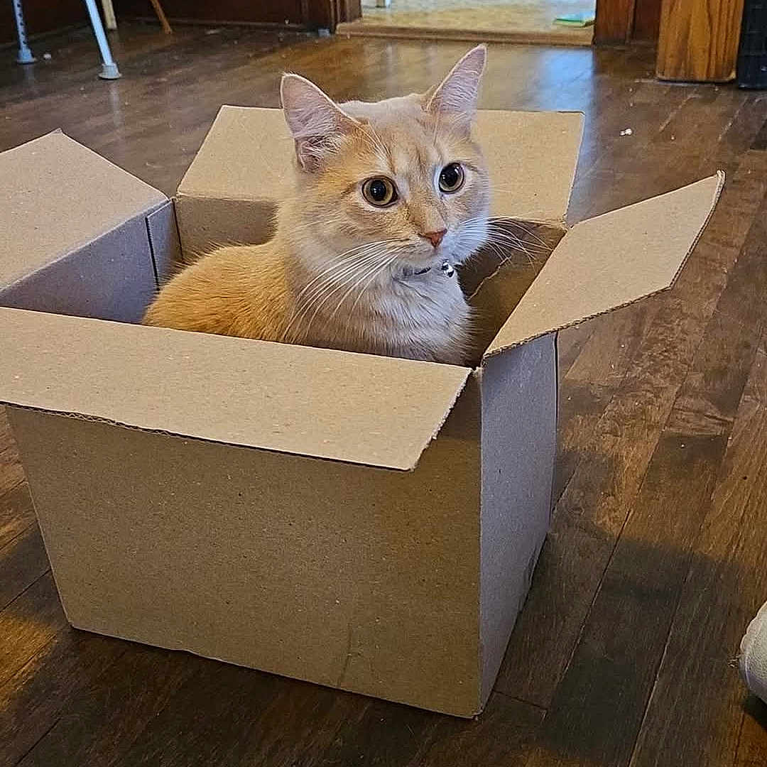 Simba joined the competition — help win amazing prizes! alert, animal, cardboard_box, cat, chair, collar, curious, domestic_cat, doorway, ears, feline, flooring, house, indoor, orange_cat, pet, room, table, whiskers, wooden_floor