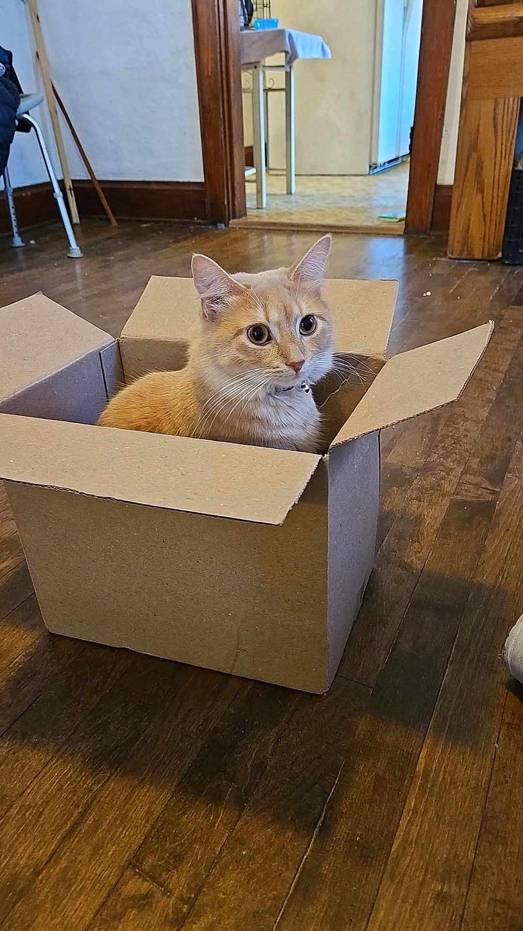 Simba joined the competition — help win amazing prizes! cat, cardboard_box, wooden_floor, indoor, pet, orange_cat, animal, curious, alert, feline, domestic_cat, flooring, room, doorway, chair, table, collar, whiskers, ears, house