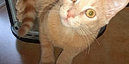 Yoda a rejoint le concours — aidez-le/la à gagner de superbes lots ! abyssinian, animal, appliance, cat, computerhardware, device, electricaldevice, electronics, hardware, hardwood, kitten, lighting, manx, monitor, pet, plywood, screen, siamese, speaker, wood