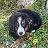 Aslan a rejoint le concours — aidez-le/la à gagner de superbes lots ! adorable, animal, bernese_mountain_dog, canine, cute, dog, fur, garden, grass, greenery, leaves, nature, outdoor, pet, plants, puppy, resting, stone_wall, sunlight, young