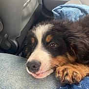 Aslan participe au concours pour gagner de l'argent avec cette photo : black_fur, blue_blanket, brown_fur, canine, car_interior, car_seat, close_up, cute, dog, domestic_animal, fur, indoor, jeans, paw, pet, puppy, relaxed, resting, white_fur, young_dog