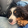 black_fur, blue_blanket, brown_fur, canine, car_interior, car_seat, close_up, cute, dog, domestic_animal, fur, indoor, jeans, paw, pet, puppy, relaxed, resting, white_fur, young_dog