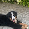 Aslan a rejoint le concours — aidez-le/la à gagner de superbes lots ! bernese_mountain_dog, black_fur, brown_fur, canine, dog, fur, greenery, happy, lying_down, nature, outdoor, pet, plants, playful, puppy, stone_patio, sunlight, tongue_out, white_fur, young_dog