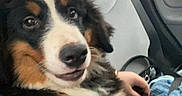 Aslan participe au concours pour gagner de l'argent avec cette photo : animal, bernese_mountain_dog, black_fur, blue_jeans, brown_fur, car_interior, companion, cute, dog, fur, hand, pet, puppy, relaxed, seat, seatbelt, transport, travel, white_fur, window