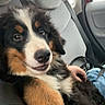 animal, bernese_mountain_dog, black_fur, blue_jeans, brown_fur, car_interior, companion, cute, dog, fur, hand, pet, puppy, relaxed, seat, seatbelt, transport, travel, white_fur, window