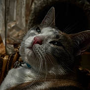 Mya is registered to the contest to win money with this photo: animal_face, calm, cat, close_up, cozy, curtains, domestic_animal, feline, fur, green_eyes, indoor, moody, pet, pink_nose, portrait, relaxed, resting, soft_light, whiskers, wicker_chair