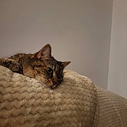 Pookie participe au concours pour gagner de l'argent avec cette photo : animal, blanket, cat, closeup, comfort, cozy, fur, head, home, indoor, mammal, pet, quiet, relaxed, resting, sleepy, soft, tabby_cat, texture, wall