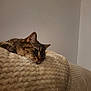 animal, blanket, cat, closeup, comfort, cozy, fur, head, home, indoor, mammal, pet, quiet, relaxed, resting, sleepy, soft, tabby_cat, texture, wall