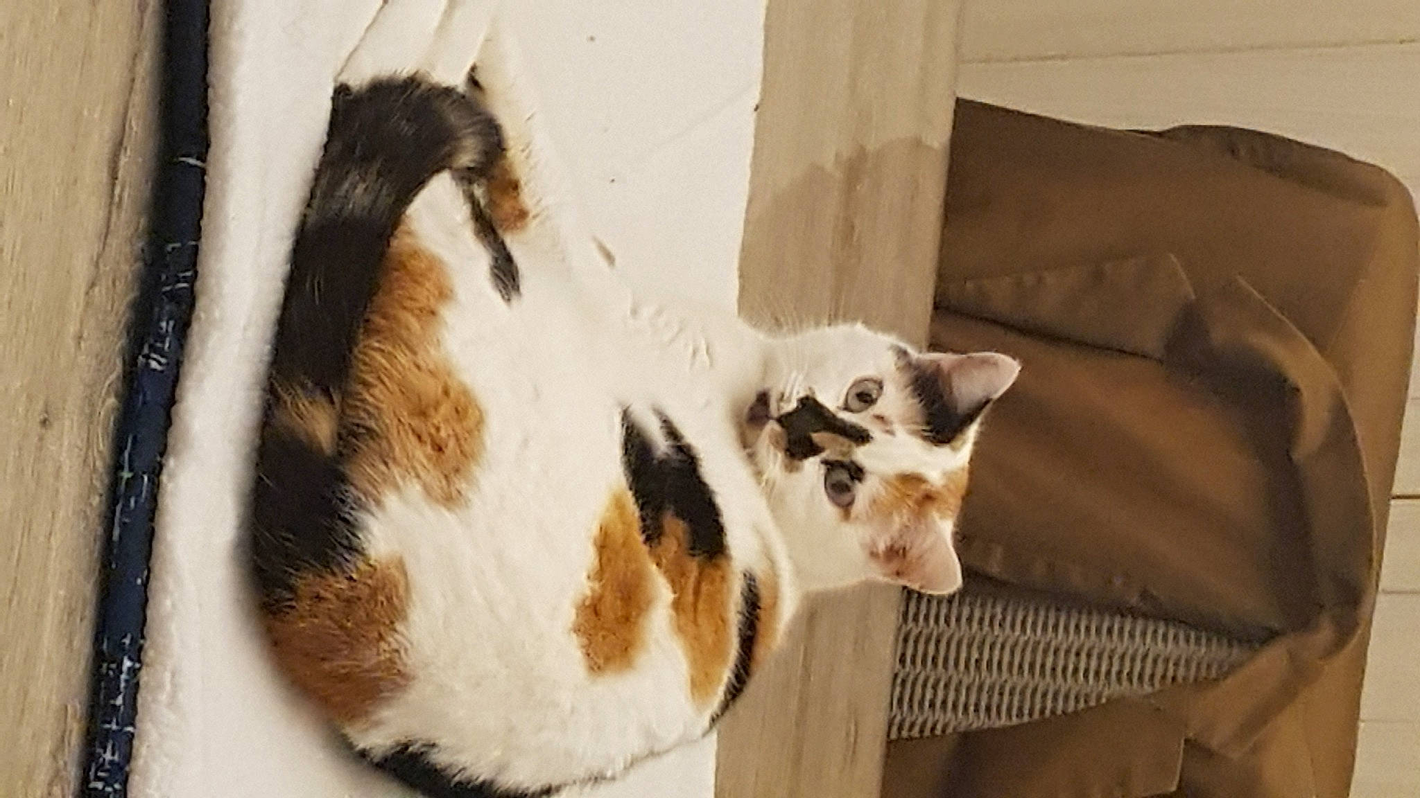 Amy a rejoint le concours — aidez-le/la à gagner de superbes lots ! canidae, carnivore, cat, comfort, dog_breed, domestic_short_haired_cat, door, fawn, felidae, fur, paw, pet_supply, small_to_medium_sized_cats, snout, tail, terrestrial_animal, whiskers, wildlife, window, wood