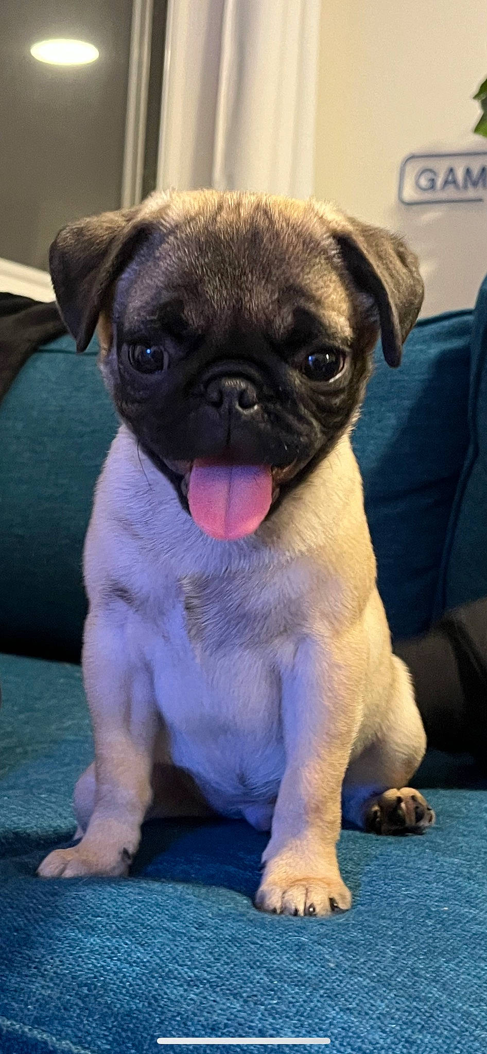 Rigatoni joined the competition — help win amazing prizes! blue, canidae, carnivore, companion_dog, dog, dog_breed, electric_blue, fawn, iris, non_sporting_group, pug, puppy, snout, sporting_group, terrestrial_animal, toy_dog, whiskers, wrinkle