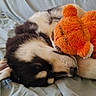Alva participe au concours pour gagner de l'argent avec cette photo : puppy, dog, sleeping, plush_toy, orange, blanket, cozy, cute, pet, fur, resting, indoor, animal, snuggling, soft, comfort, bed, young_dog, adorable, relaxed