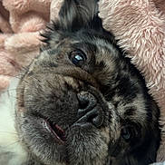 Chanel joined the competition — help win amazing prizes! dog, brindle, close_up, blanket, cozy, snuggled, fur, pet, animal, sleepy, cute, whiskers, nose, ear, soft, indoor, relaxed, resting, comfort, portrait
