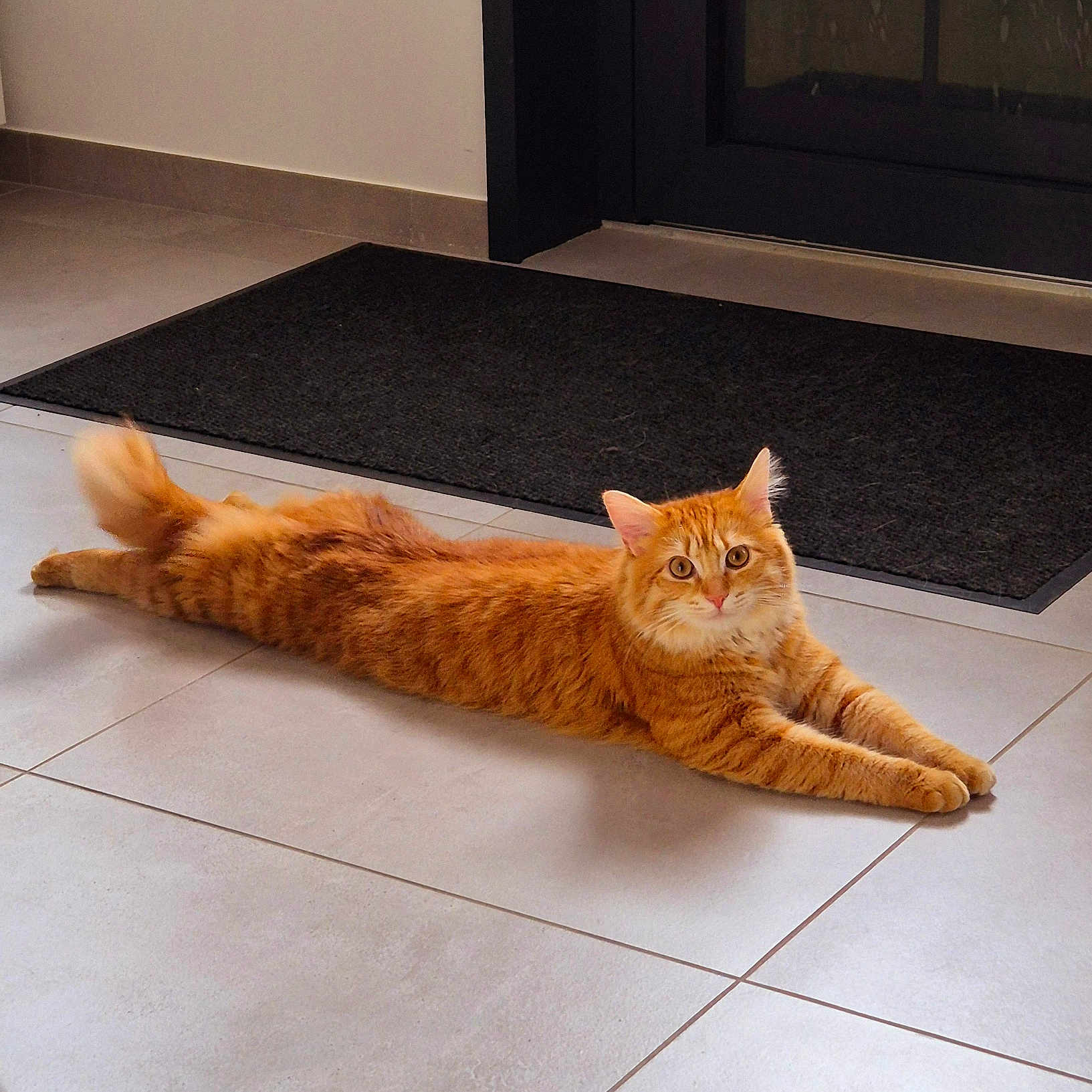 Moon a rejoint le concours — aidez-le/la à gagner de superbes lots ! abyssinian, accessories, animal, architecture, building, cat, doormat, furniture, hardwood, homedecor, indoors, kitten, livingroom, manx, mat, pet, plywood, rug, strap, wood