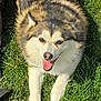 Shadow is registered to the contest to win money with this photo: animal, ball, bodypart, canine, dog, eskimodog, field, football, grass, husky, lawn, mouth, person, pet, plant, puppy, soccer, soccerball, sport, tongue